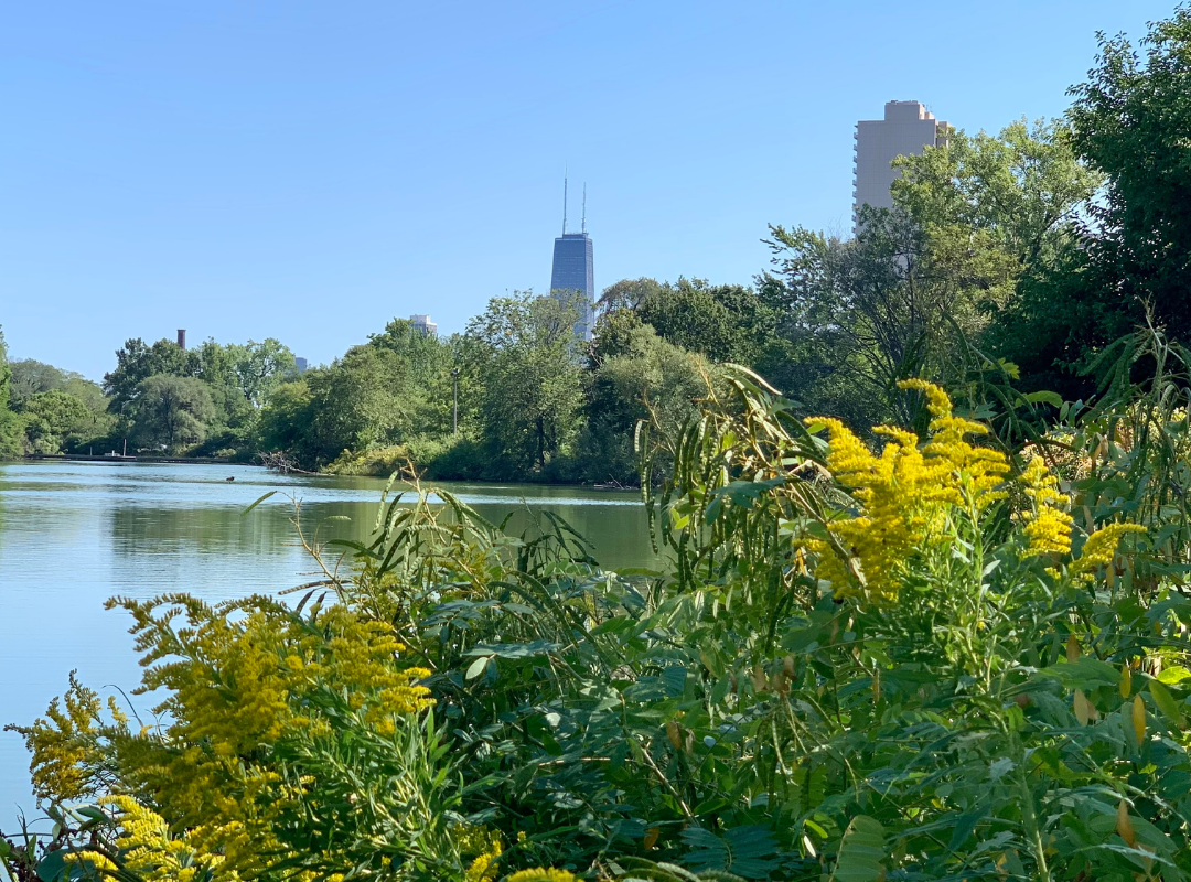 Living in Lincoln Park