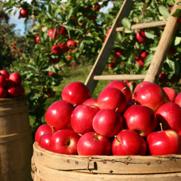 apple picking near Chicago