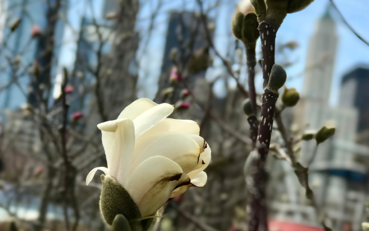Spring Activities Chicago