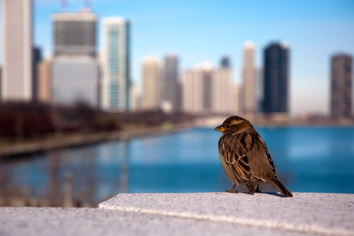 a sparrow sitting on a limestone ledge with skyline in background
