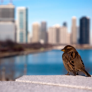 a sparrow sitting on a limestone ledge with skyline in background