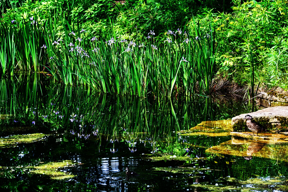 Blue flag irises reflected in the still water of the Alfred Caldwell Lily Pool in Lincoln Park, Chicago, with a wood duck resting on a limestone ledge