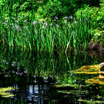 Blue flag irises reflected in the still water of the Alfred Caldwell Lily Pool in Lincoln Park, Chicago, with a wood duck resting on a limestone ledge